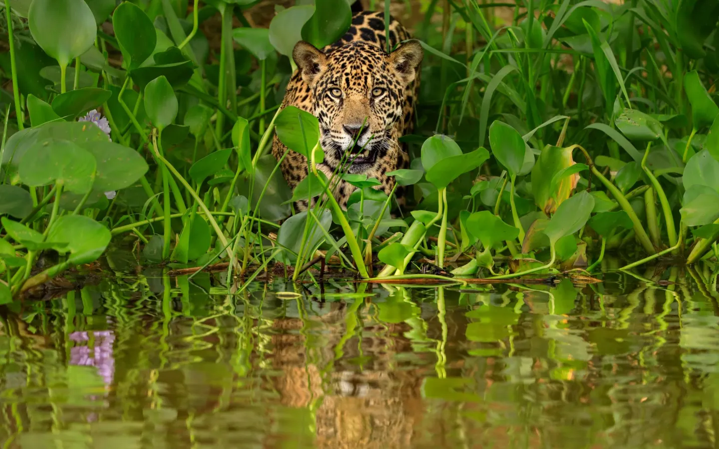 Jaguar walks into water