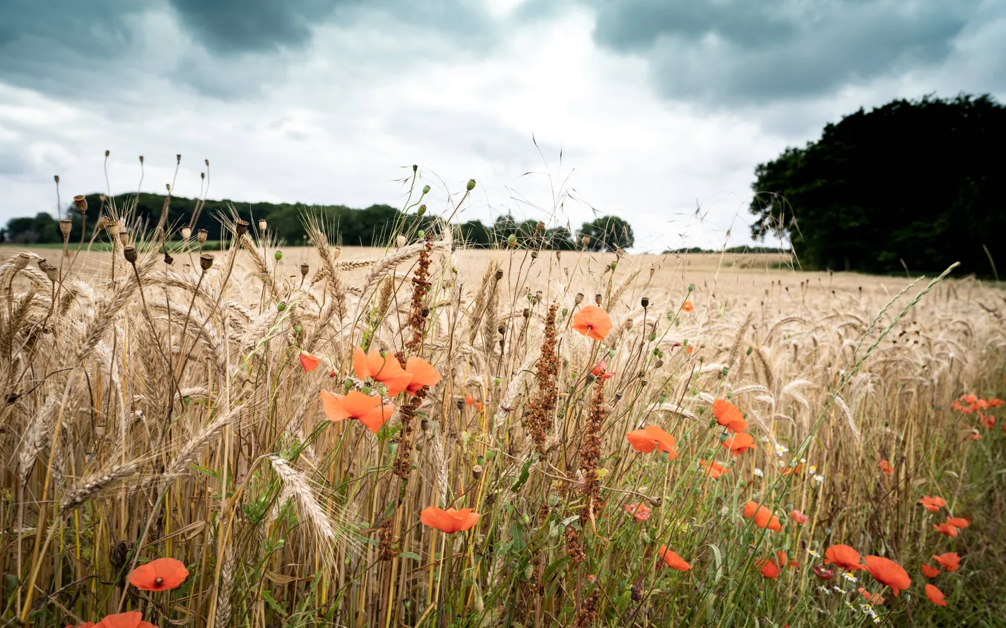 Biodiversität
