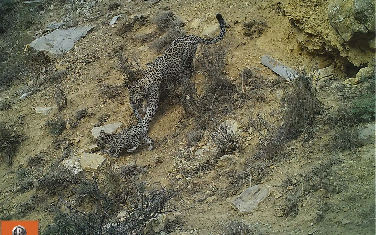 persian leopard female with offspring
