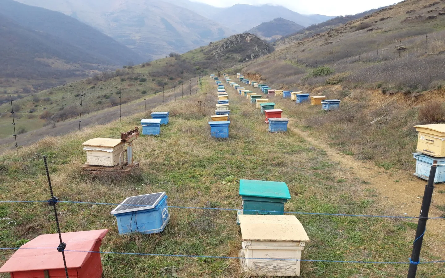 bees in armenia