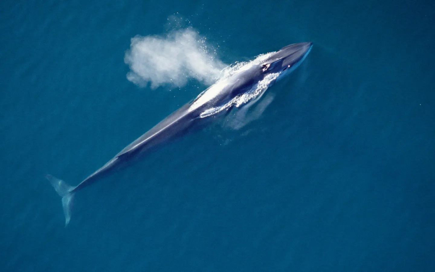 Aerial view of fin whale spouting
