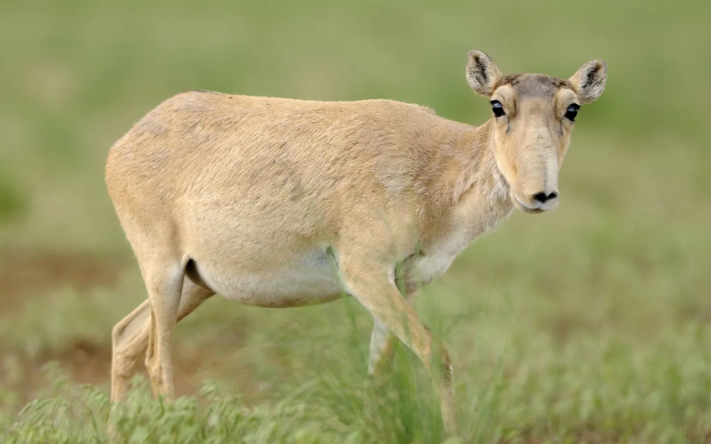 Saiga-Antilope im Gras