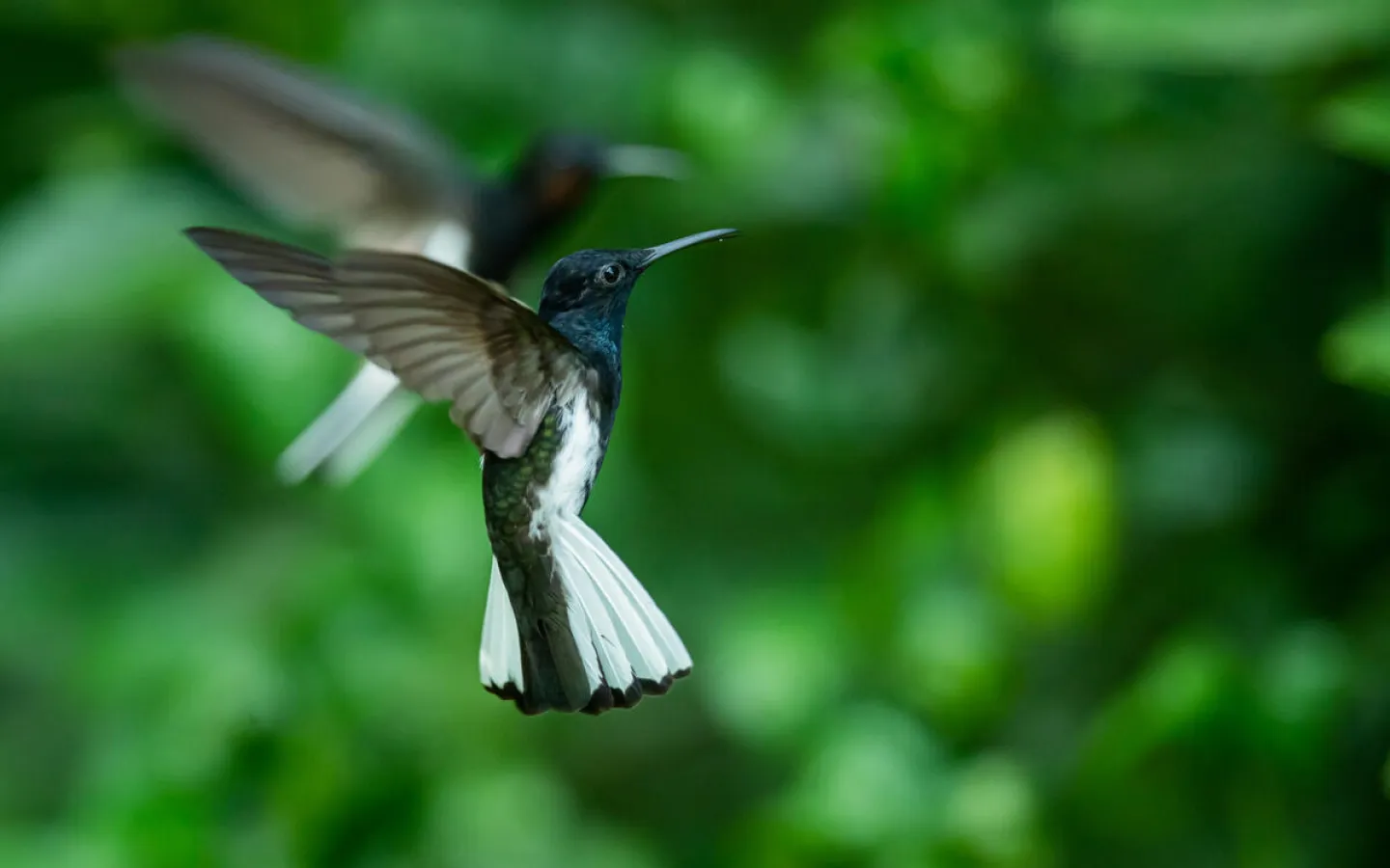 Bird