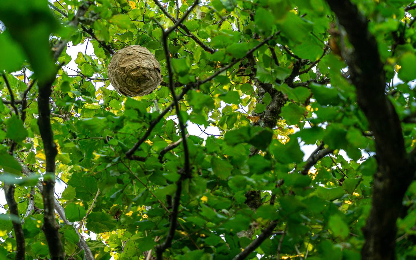 Nest asiatische Hornisse