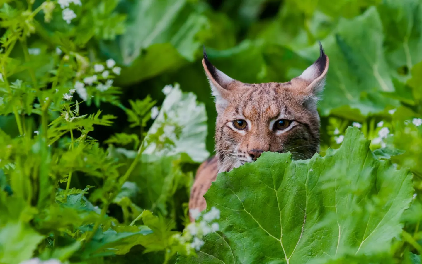 Luchs