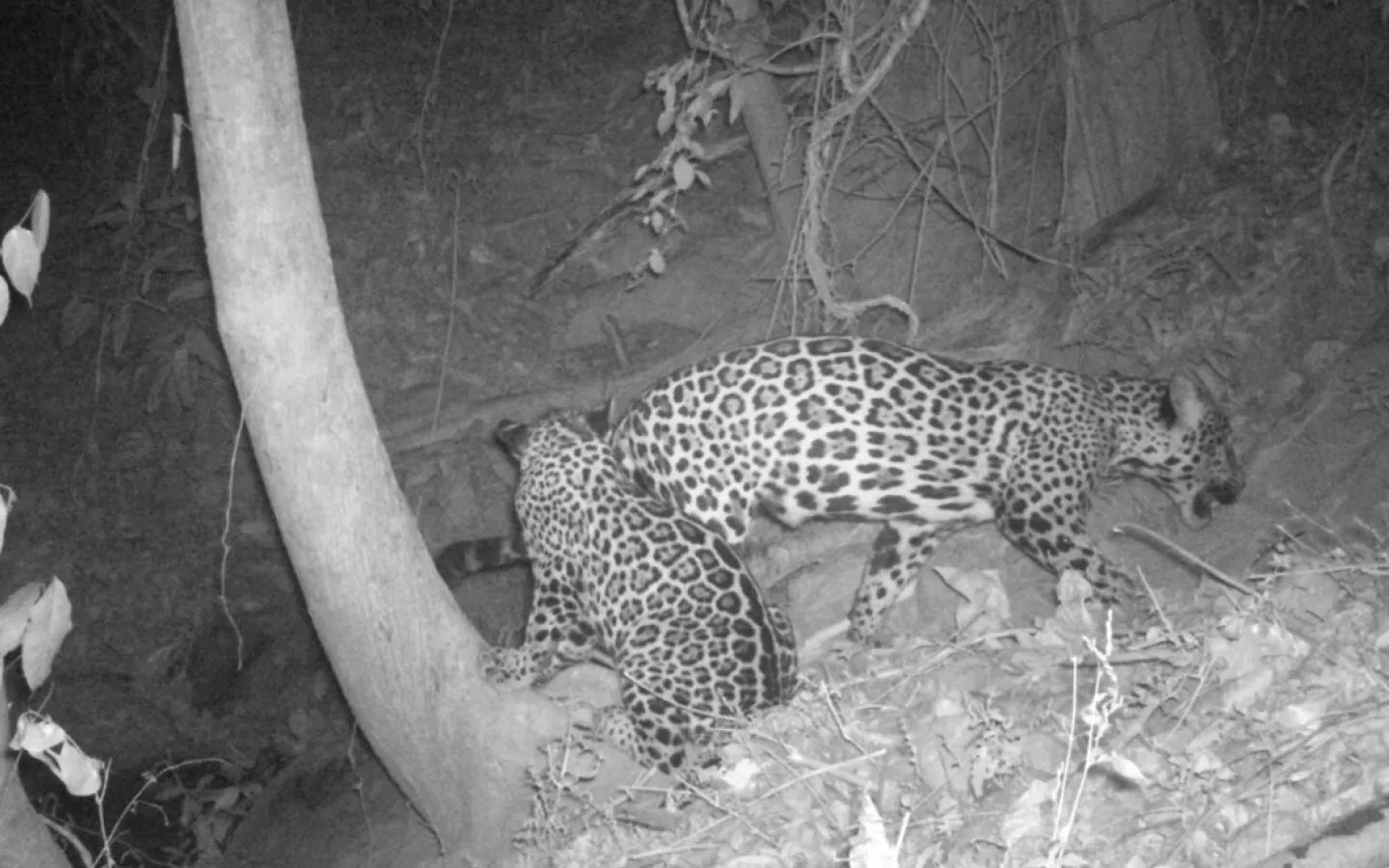 jaguar in mexico