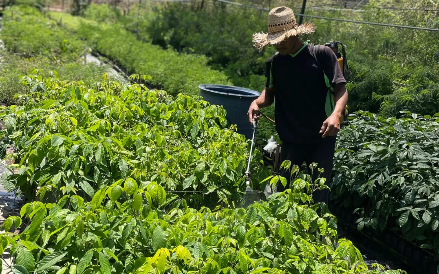 Seedlings in Mexico SIG project