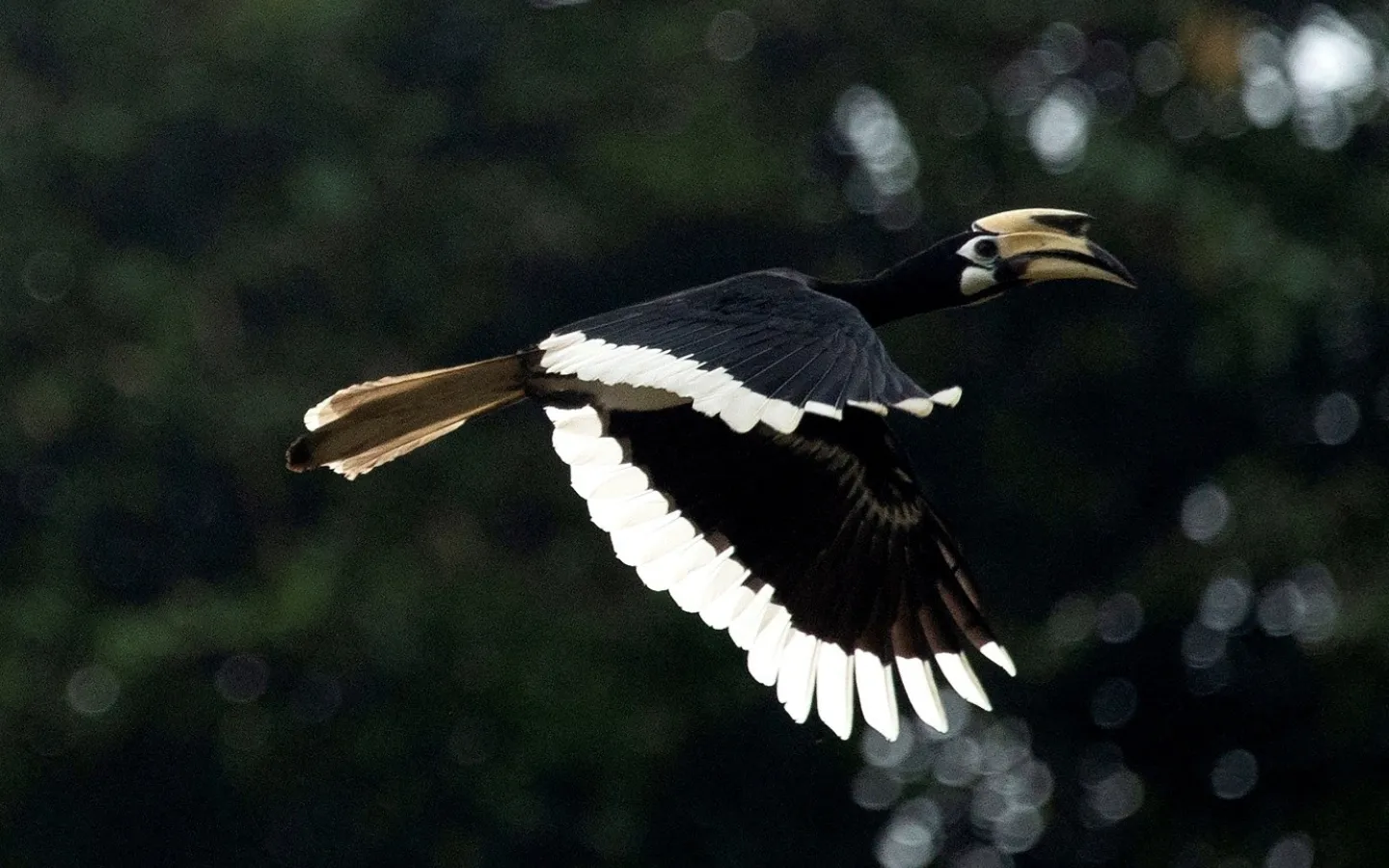 bird in Malaysia