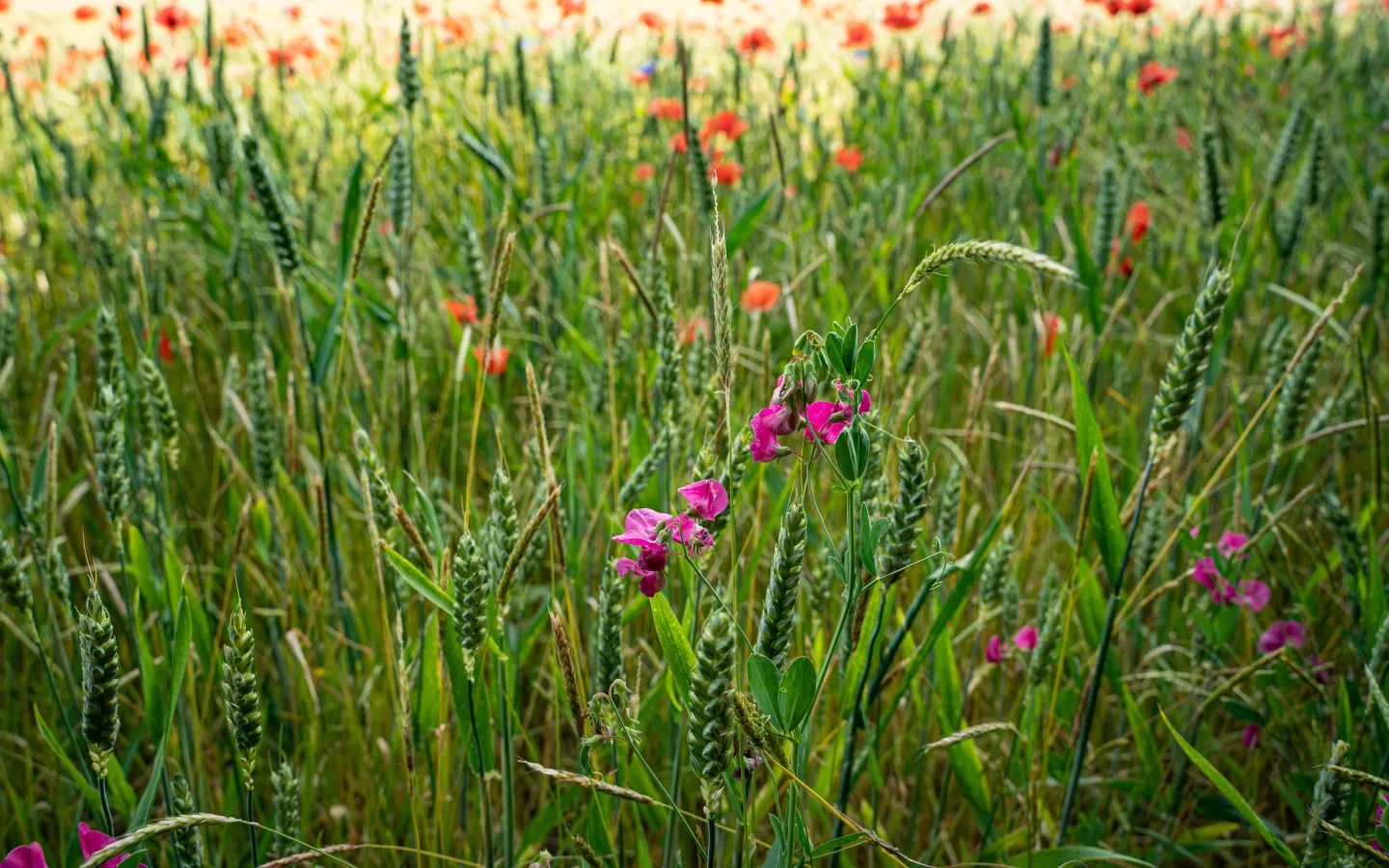 Biodiversität