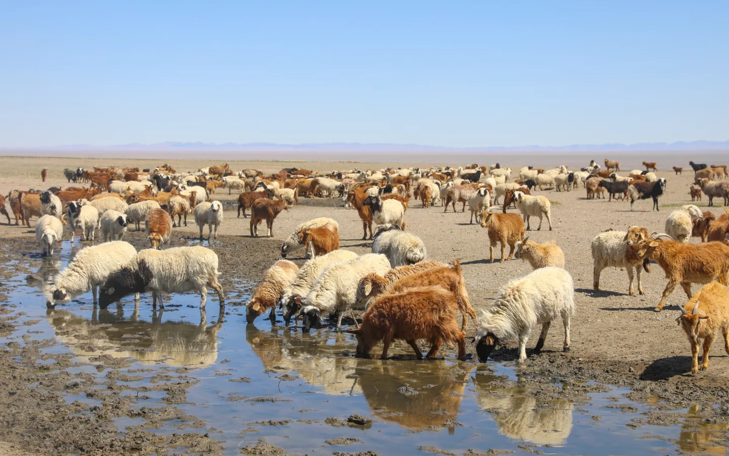 Ziegen und Schafe trinken von einer Wasserstelle in der Mongolei