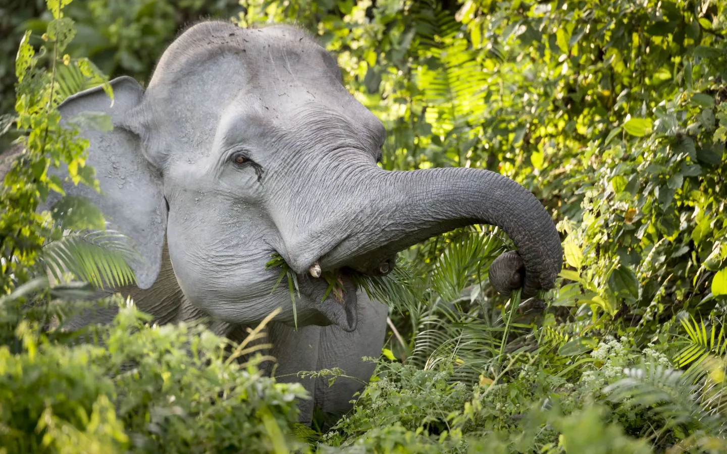 Asiatischer Elefant am Fressen in Indien