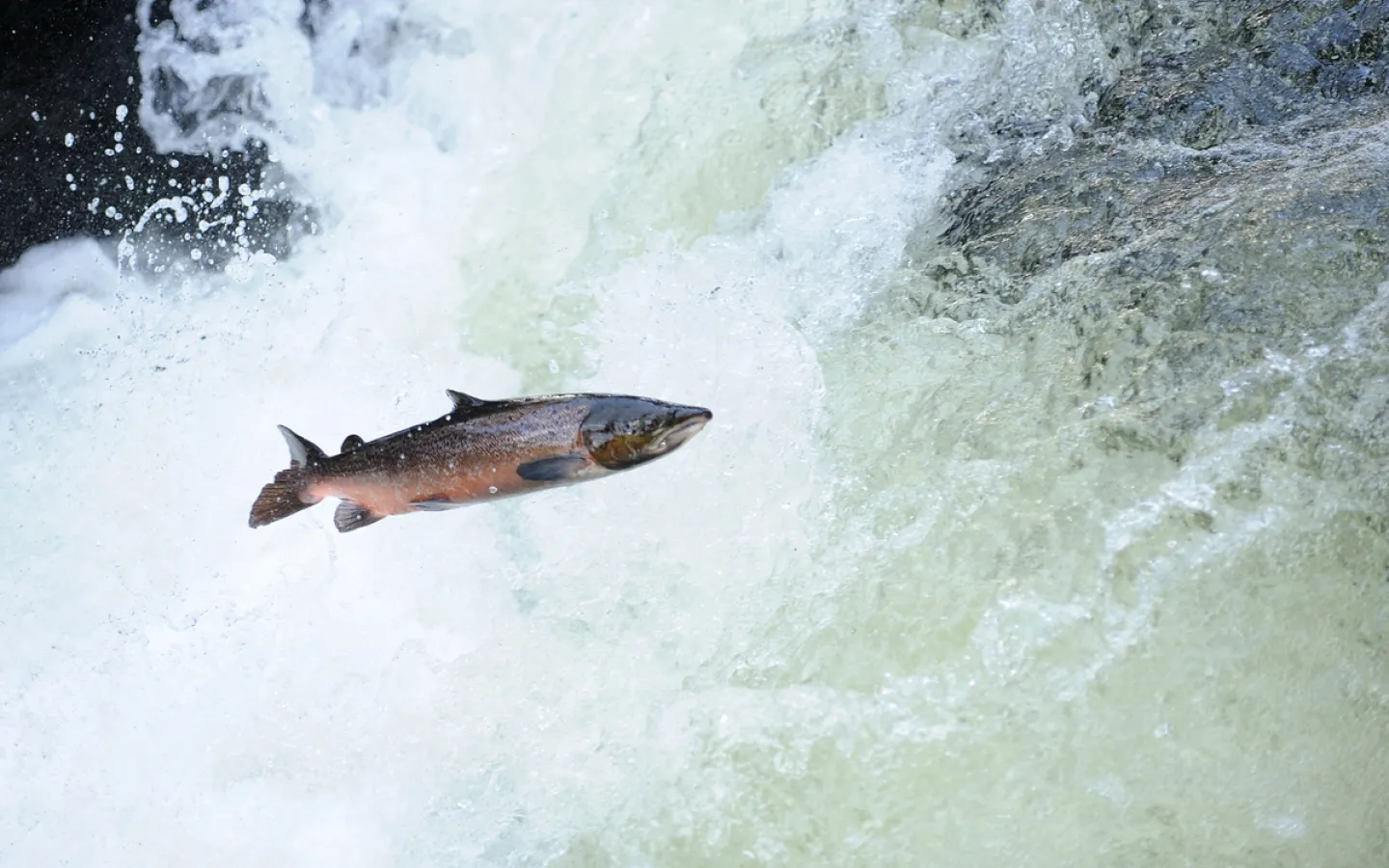 Lachs_schwimmt_im_Wasser