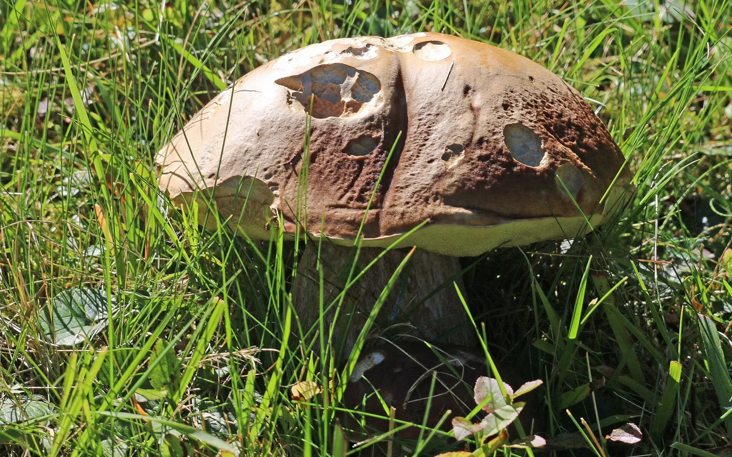 Steinpilz auf Wiese, Österreich