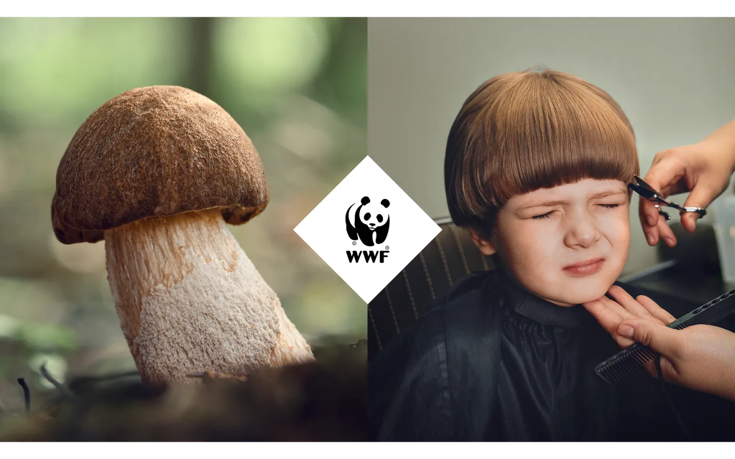Kampagnesujet Vergleich Pilzhaarschnitt und Pilz