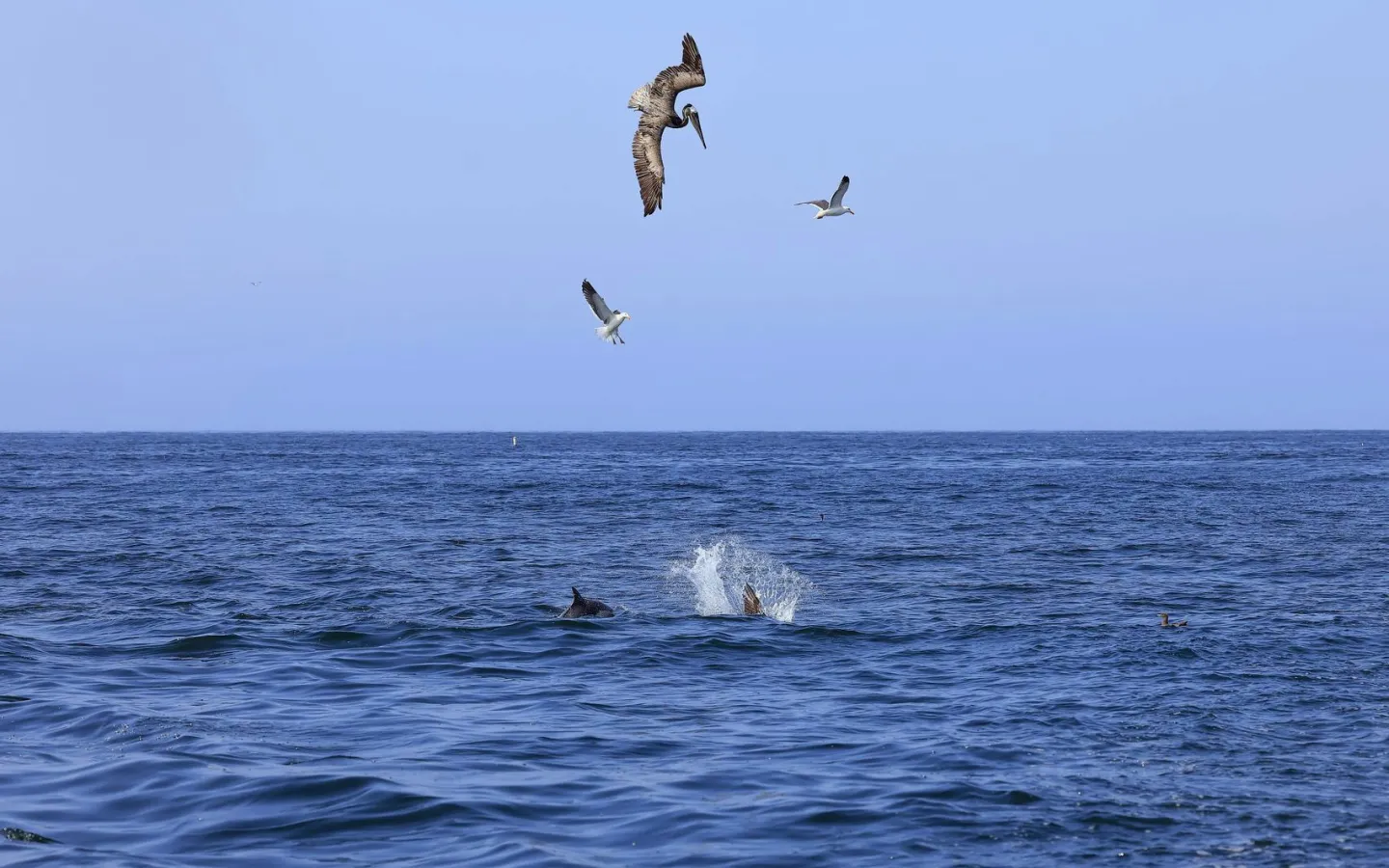 Delfin und Pelikane fressen vom Meer in Kalifornien
