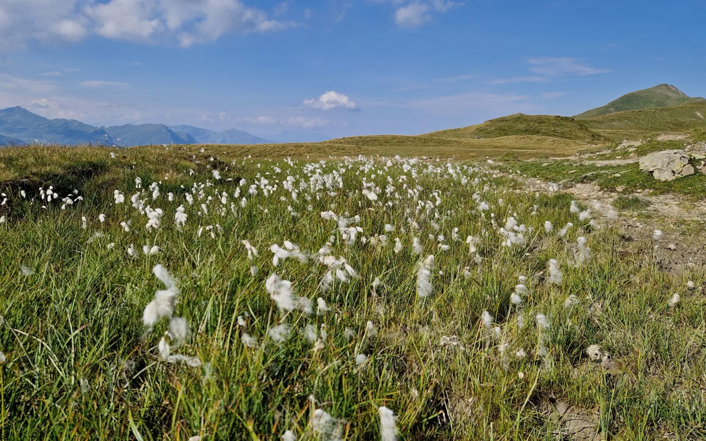 Moorbiotop in Graubünden