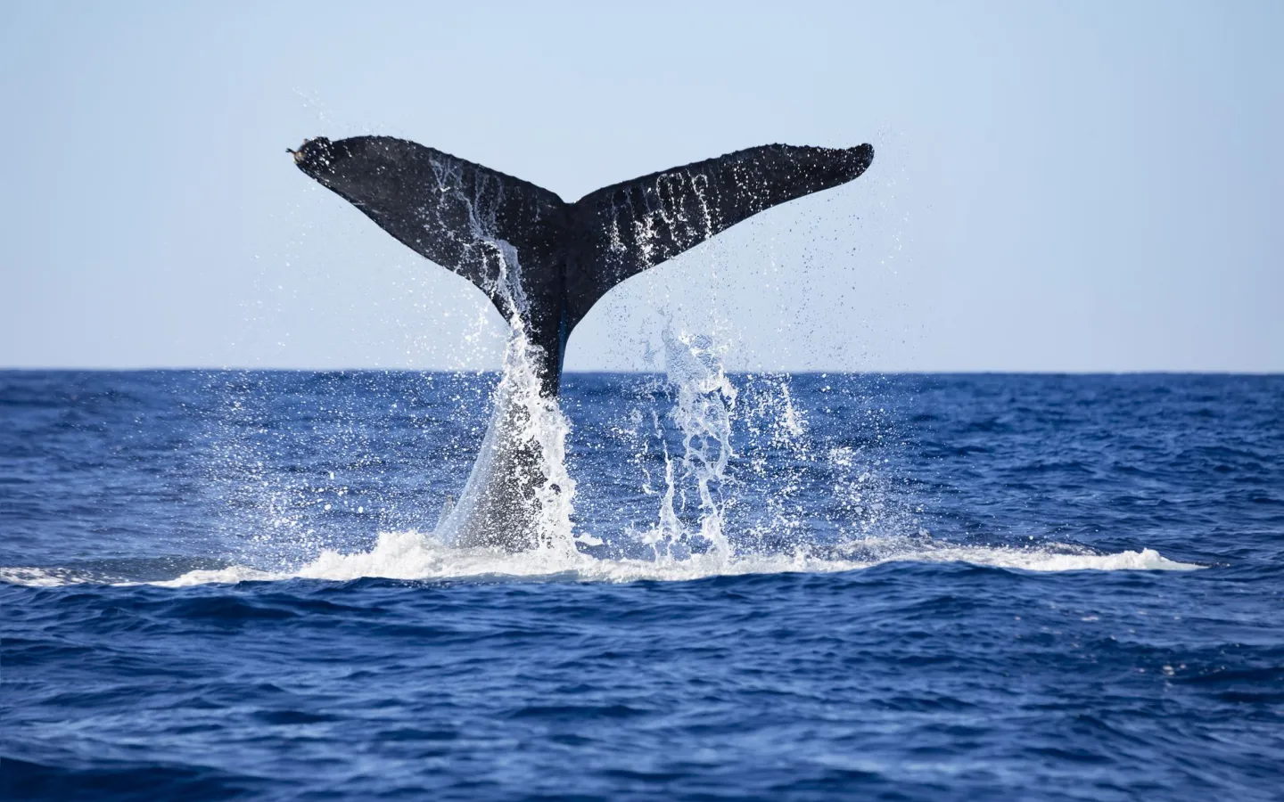 Humpack Whale beats its fin