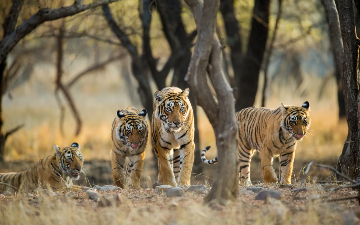 Tiger Familie
