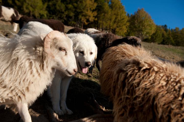 Sheepdog amongst sheep on alpine field