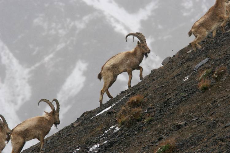 Eine Gruppe von Steinböcken die den Berg hinauf laufen