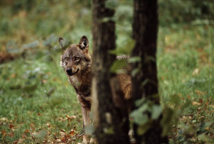 Grey Wolf in the Forest