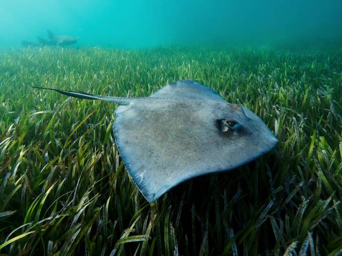 a southern stingray (Hypanus americanus) patrolling the sea grass beds in Bimini bahamas. In the background is a nurse shark. Sea grass beds are an important habitat for marine life.