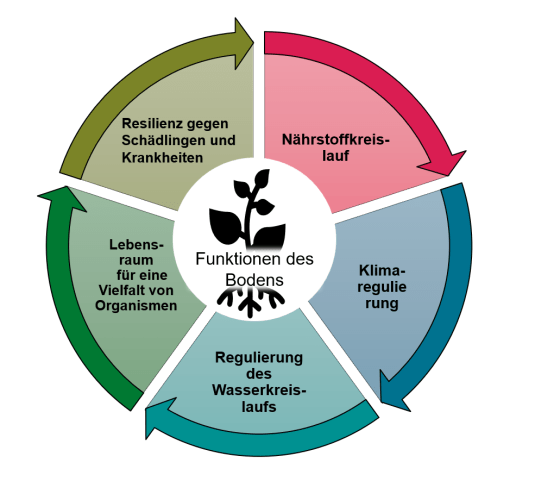 Infografik Funktionen des Bodens gesunde Böden