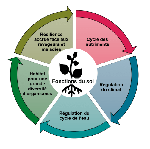 Infografik Funktionen des Bodens gesunde Böden