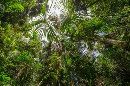 Aufnahme Regenwald mit Blick nach oben zu den Blättern