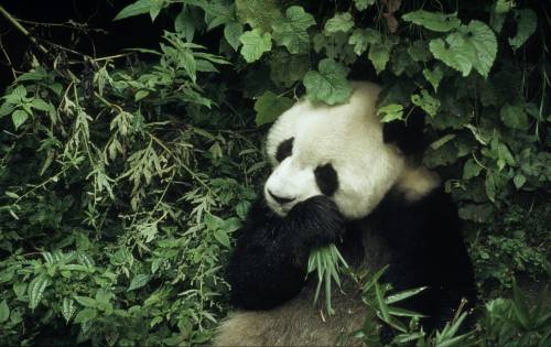 panda Ailuropoda melanoleuca gigante di 6 anni maschio che mangia bambù Wolong Research Center, Cina Numero di progetto: CN0022 Numero di progetto: CN0005
