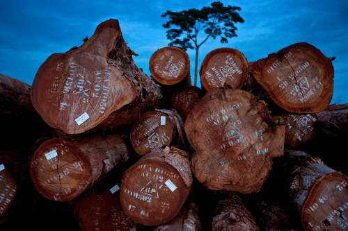 Holzwirtschaft in Kamerun