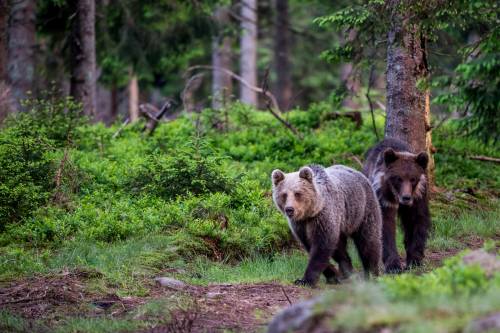 Zwei Braunbären spazieren im Wald