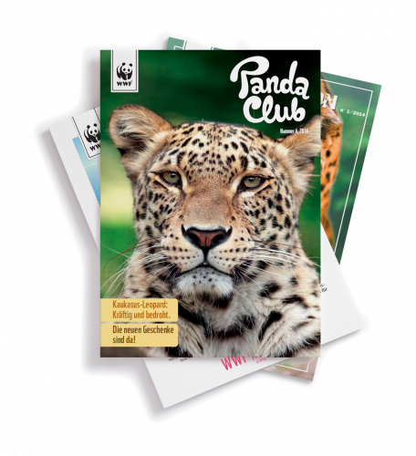 Magazin Stapel WWF