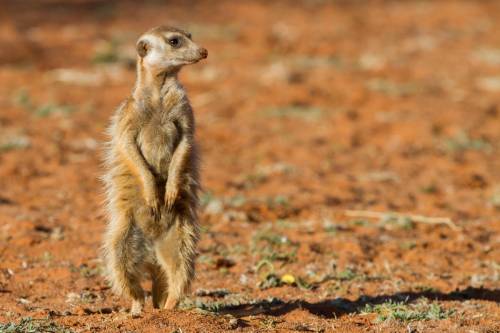 Ein Erdmännchen (Suricata suricatta) erkundet die Landschaft Südafrikas.