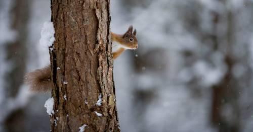 Eichhörnchen, das hinter einem Baumstamm hervorschaut