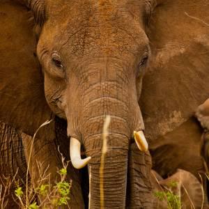 Elefante africano esaminando la fotocamera