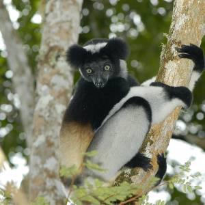 Indri lemure su un albero