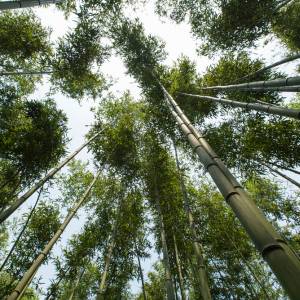 Foresta di bambù dal punto di vista suolo della foresta