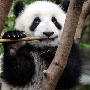 Panda gigante (Ailuropoda melanoleuca), mangiare presso il Chengdu Research Base di Giant Panda Breeding a Chengdu, Cina