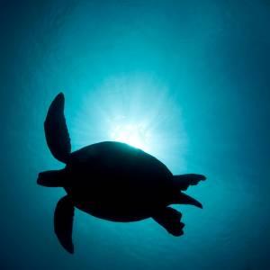 Esquisse d'une tortue verte (Chelonia mydas) contre le soleil. île Sipadan, Sabah, en Malaisie.