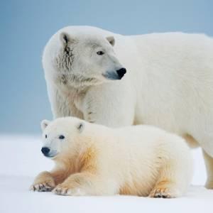 Madre orso polare con una gamba rotta e suoi cuccioli sulla banchisa, Parco Nazionale Artico, Alaska, BUSA.