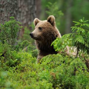 ours brun eurasienne (Ursus arctos) Suomussalmi, Finlande