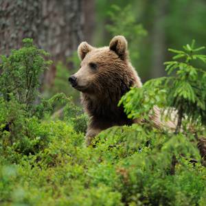 Eurasischer Braunbär (Ursus arctos) in Suomussalmi, Finnland 