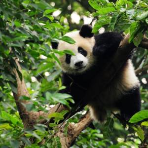 Panda appollaiato sull'albero