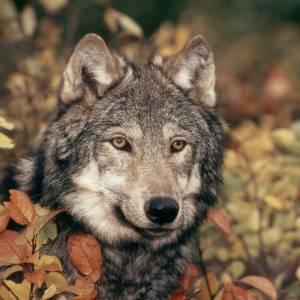 Nahaufnahme eines Wolfs in den Rocky Mountains, USA