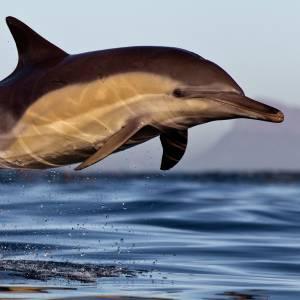 Delfino che salta sopra la superficie dell'acqua, False Bay, Città del Capo, Sud Africa