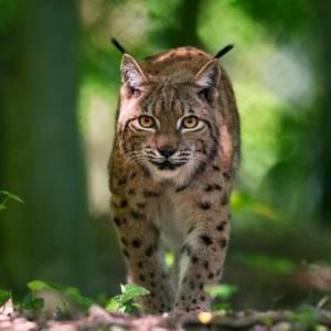 Luchs auf leisen Pfoten