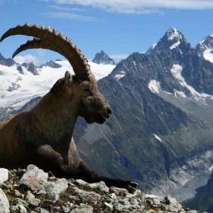 Un bouquetin dans les Alpes suisses