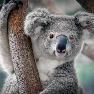 Koala in Thailand