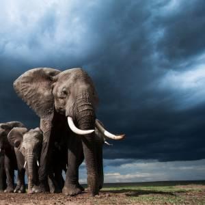 Afrikanische Elefanten in Kenia